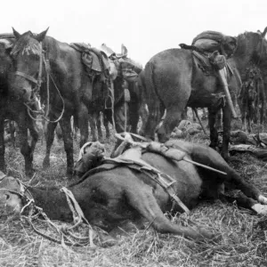 6th Dragoon Guards horse making a pillow of a troopers legs