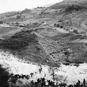 8th Army mule train in Trigno. A Trigno landscape mule trains are a prominent 8th Army mule train in Trigno. A Trigno landscape mule trains are a prominent