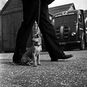 Abandon dog taken to North London home for lost dogs. October 1952 C5083-001