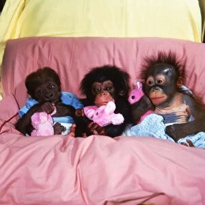 Abandoned baby apes in bed together with pink cuddly rabbit stuffed toys Asante