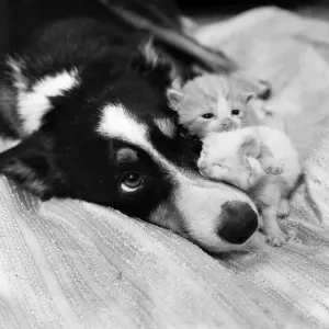 They had been abandoned by the riverside. nEstheri a smooth haired border collie 2 They had been abandoned by the riverside. nEstheri a smooth haired border collie 2