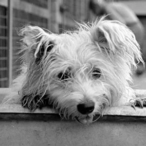 Abandoned West highland white terrier Cindy at Lundt- Smith kennels in Elstree