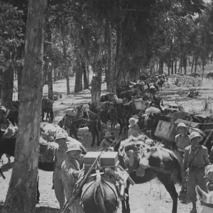 Abyssinian War Print: Italian Mule Train on the Makale Trail Abyssinian War Print: Italian Mule Train on the Makale Trail