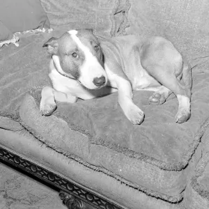 Actor Eric Portmans dog Toffee seen here waiting for his masters return Actor Eric Portmans dog Toffee seen here waiting for his masters return