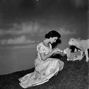 Actress Jean Simmons with Lambs. October 1948 O15147