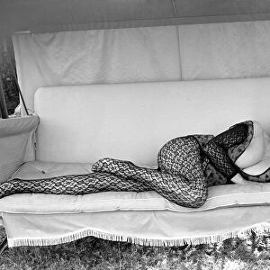 Actress Liz Renay poses for pictures wearing underwear. November 1969 Z11089-001