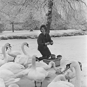 Actress Mandy Miller, former child film star is pictured here feeding swans on the river