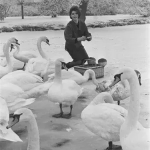 Mandy Miller Feeding Swans on Frozen River Avon Print 1963