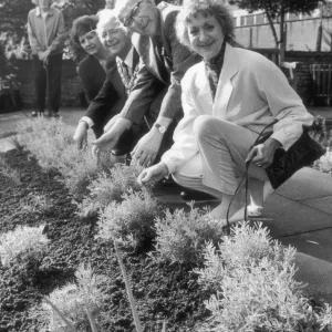 Thelma Barlow Inspects Caldecott Park Herb Garden Print 1987
