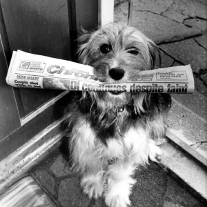 Une publicité pour le Evening Chronicle Un chien, assis sur un seuil.
