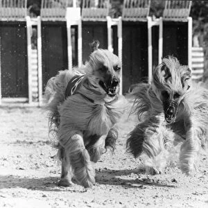 Afghan hound racing at Wembley Staidum Two long haired dogs racing as they are