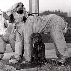 Afghan hounds cinderella and Oliver wearing showerproof trouser suits boots