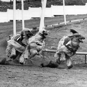 Afghan Hounds racing. 10th April 1977 Afghan Hounds racing. 10th April 1977