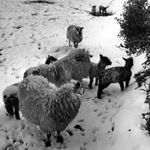 The Aftermath of the Blizzard Print, Llanidloes 1981 The Aftermath of the Blizzard Print, Llanidloes 1981