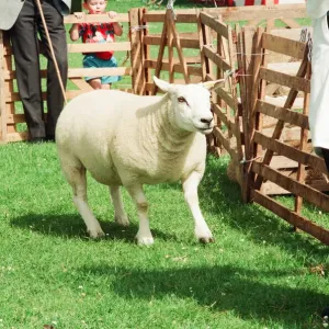 Agricultural Show Cleveland, 24th July 1993. Sheep in Pen Agricultural Show Cleveland, 24th July 1993. Sheep in Pen