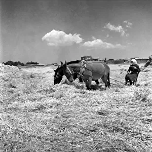 Agriculture: Cyprus Threshing and Winnowing on the fertile plain of Cyprus