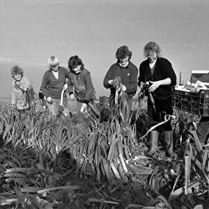 Agriculture Farm Labour. The "Whites Gang"picking leeks he Holbeach, St