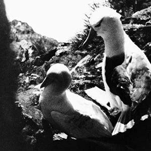 Albatross chases Gannet from nest 1979