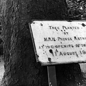 Albert Park, Middlesbrough, 9th August 1968. Tree planted by HRH Prince Arthur at