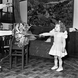 Alexis Kerr with tiger cub. Decemeber 1952 C6025-001