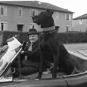 Alf McCormac with his Great Dane Flannigan in the sports car he bought specially for his Alf McCormac with his Great Dane Flannigan in the sports car he bought specially for his