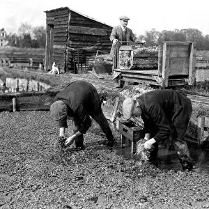 Alfieri. Gathering watercress at Leatherhead. March 22nd 1934