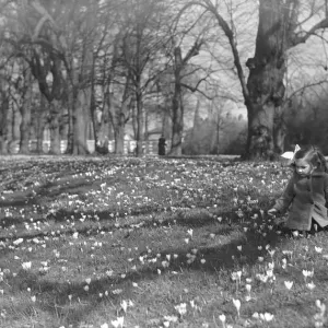 Alfieri. Young Girl and Flowers. October 8th 1933 Alfieri. Young Girl and Flowers. October 8th 1933