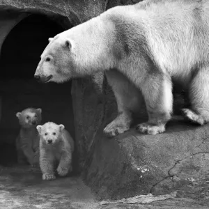 Tout est clair, vous pouvez sortir maintenant. Jumeaux ours polaire Aurora. Tout est clair, vous pouvez sortir maintenant. Jumeaux ours polaire Aurora.