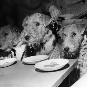 All the fun of the party, the pups tuck in whilst they can. December 1958 P007386 All the fun of the party, the pups tuck in whilst they can. December 1958 P007386