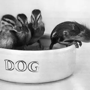 Two Week Old Ducklings Print Two Week Old Ducklings Print