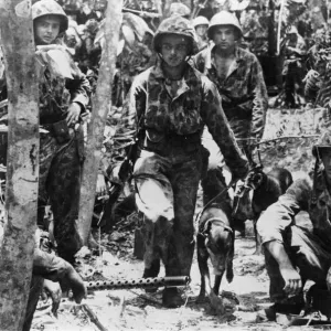 American marines and their jungles rained war dogs move past a light machine gun nest as American marines and their jungles rained war dogs move past a light machine gun nest as