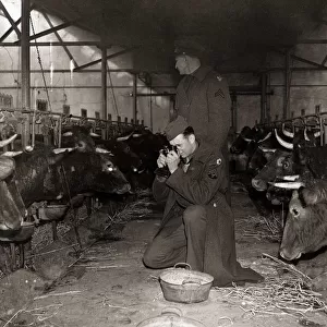 American soldiers, farmers in peace time, taking photographs of South Devon pedigree
