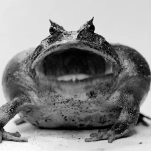 Amphibian Toad circa 1935