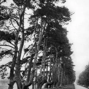 Ancient pines on Newmarket Thetford Road. May 1932 P009416