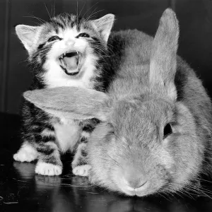 Animal Cat and Rabbit December 1984 A laughing cat and a puzzled rabbit Animal Cat and Rabbit December 1984 A laughing cat and a puzzled rabbit
