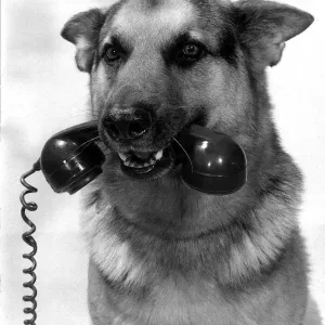 Animal Dogs Alsatian May 1968 six Years old film and television star