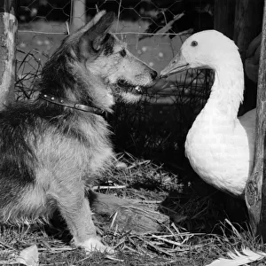 Animal Friends - Animals and Birds: Goose chasing Rats with a reluctant playmate