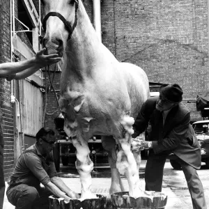 Animal Horse July 1974 Often to be seen pulling a brewers dray around London Animal Horse July 1974 Often to be seen pulling a brewers dray around London