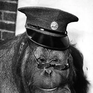 Animal Monkeys Orangutan July 1955 Wearing a conductors hat and glasses