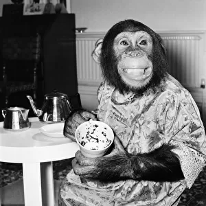 Animals: Apes and Monkeys: Humour: "Ada"The Chimp who loves to impersonate a