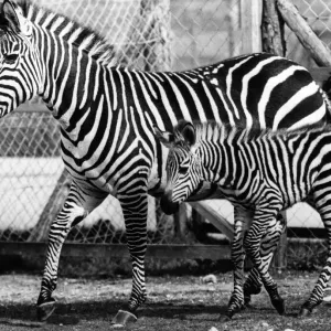 Baby Zebra Foal Born at Flamingo Park Zoo, 1970 Print