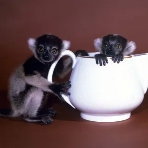 Animals - Baby Lemurs in a teapot February 1987 A&copy;mirrorpix