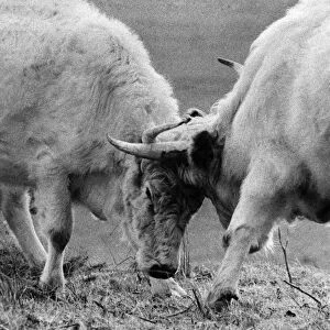 Animals: Battle Bulls. No second ever enter this ring. Two bulls af Chillingham Park get