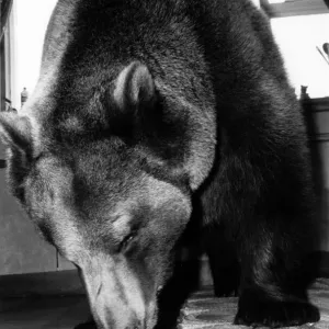 Animals - Bears. Gentle Hercules approaches the tiny chick with affectionate caution