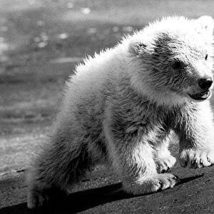 Animals Bears Polar. Little Dougan - or Miss Dougan - taken a first look at Dudley Zoo