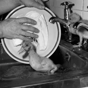 Animals Birds Ducks Ducklings January 1984 These two ducklings are lucky to be