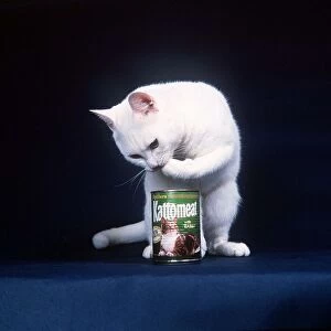 Animals cats Arthur the cat eats his Kattomeat out of the can tin with his paw