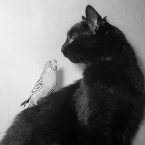 Animals cats and birds budgies January 1955