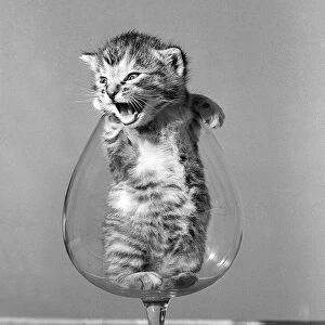 animals Cats Kitten in a brandy glass 1950