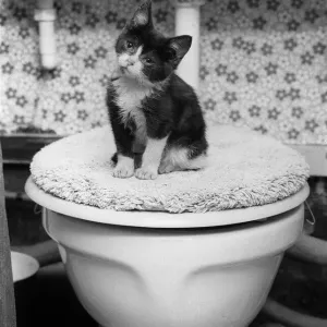 Animals Cats kitten sitting on toilet dbase A©Mirrorpix ecard06 Animals Cats kitten sitting on toilet dbase A©Mirrorpix ecard06